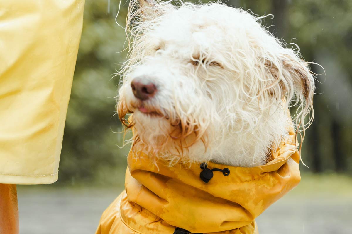 Rainy Dog